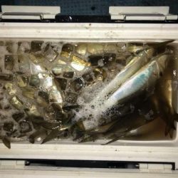 シースナイパー海龍 釣果