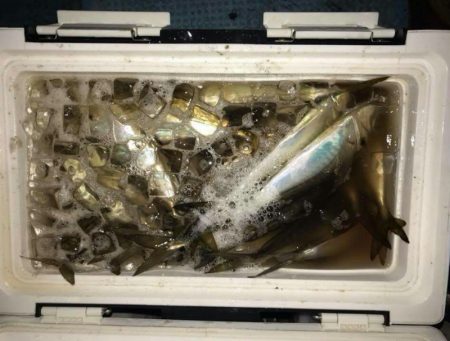 シースナイパー海龍 釣果