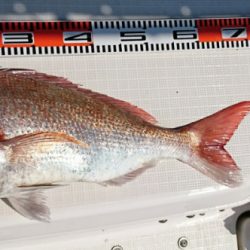 遊漁船 家入 釣果