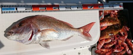 遊漁船 家入 釣果