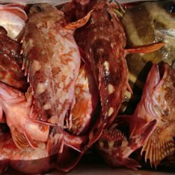 遊漁船 家入 釣果