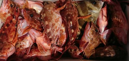 遊漁船 家入 釣果