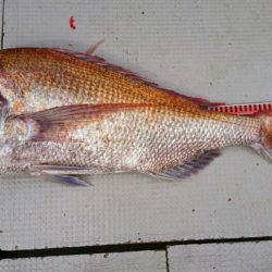 ブルースフィッシングサービス 釣果