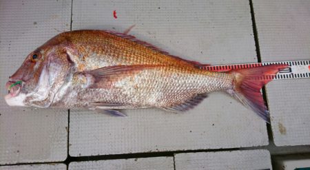 ブルースフィッシングサービス 釣果