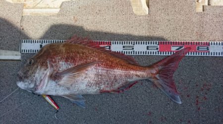 ARCADIAⅡ (アルカディアⅡ) 釣果