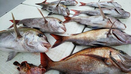 タイラバ遊漁船 ワンピース 釣果