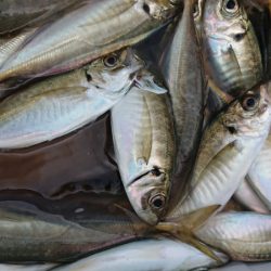 金沢八景鴨下丸 釣果