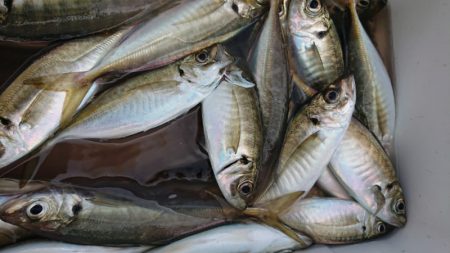 金沢八景鴨下丸 釣果