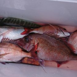 第三共栄丸 釣果