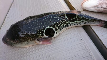 ブルースフィッシングサービス 釣果