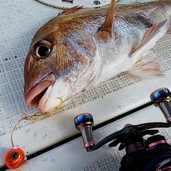 タイラバ遊漁船 ワンピース 釣果