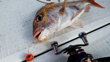 タイラバ遊漁船 ワンピース 釣果