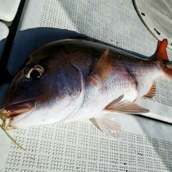 タイラバ遊漁船 ワンピース 釣果