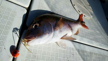 タイラバ遊漁船 ワンピース 釣果