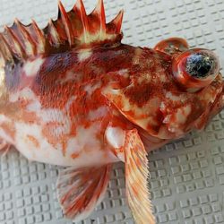 タイラバ遊漁船 ワンピース 釣果