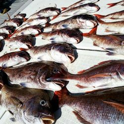 タイラバ遊漁船 ワンピース 釣果