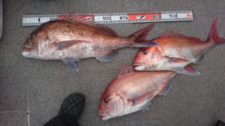 ARCADIAⅡ (アルカディアⅡ) 釣果