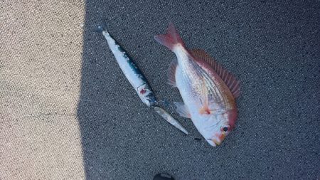 ARCADIAⅡ (アルカディアⅡ) 釣果