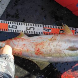 第二龍勢丸 釣果