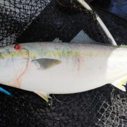 第二龍勢丸 釣果