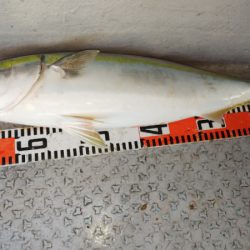 第二龍勢丸 釣果