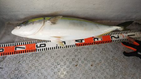 第二龍勢丸 釣果