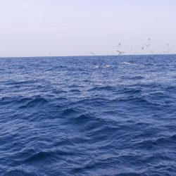 第二龍勢丸 釣果