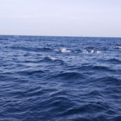 第二龍勢丸 釣果