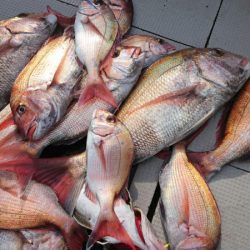 ブルースフィッシングサービス 釣果