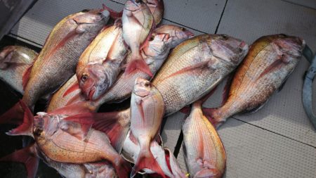 ブルースフィッシングサービス 釣果