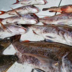 タイラバ遊漁船 ワンピース 釣果