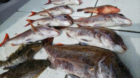 タイラバ遊漁船 ワンピース 釣果