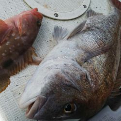 タイラバ遊漁船 ワンピース 釣果