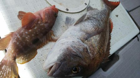 タイラバ遊漁船 ワンピース 釣果