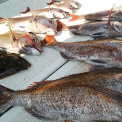 タイラバ遊漁船 ワンピース 釣果