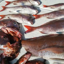 タイラバ遊漁船 ワンピース 釣果