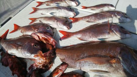 タイラバ遊漁船 ワンピース 釣果