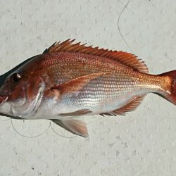 遊漁船 家入 釣果