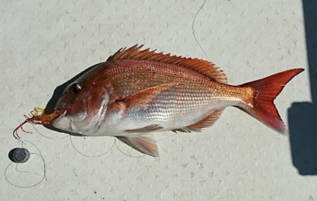 遊漁船　家入 釣果