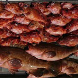 遊漁船 家入 釣果