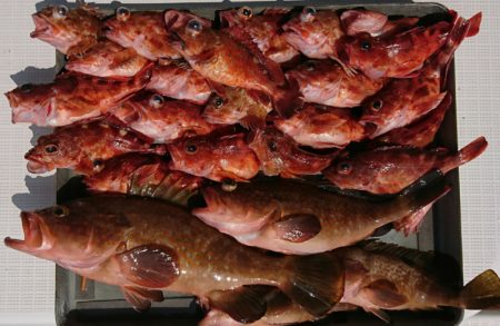 遊漁船 家入 釣果