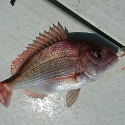 遊漁船 家入 釣果