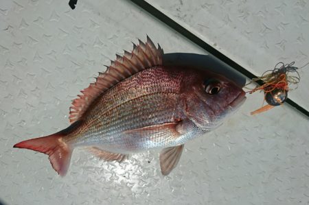 遊漁船 家入 釣果