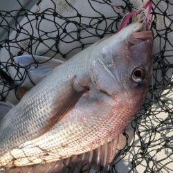 アマテラス 釣果