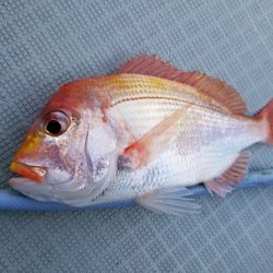 アマテラス 釣果