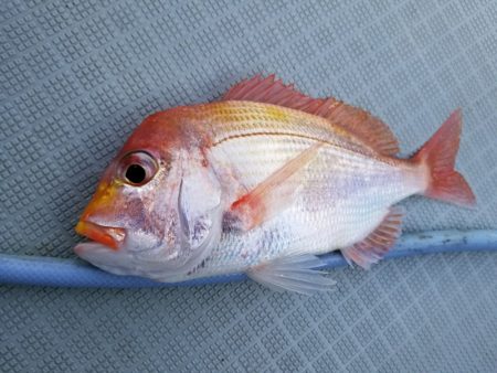 アマテラス 釣果