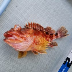 アマテラス 釣果