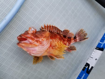 アマテラス 釣果