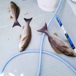 アマテラス 釣果