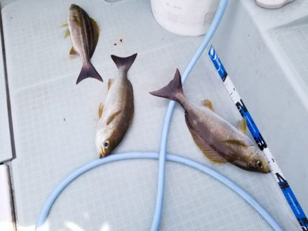 アマテラス 釣果